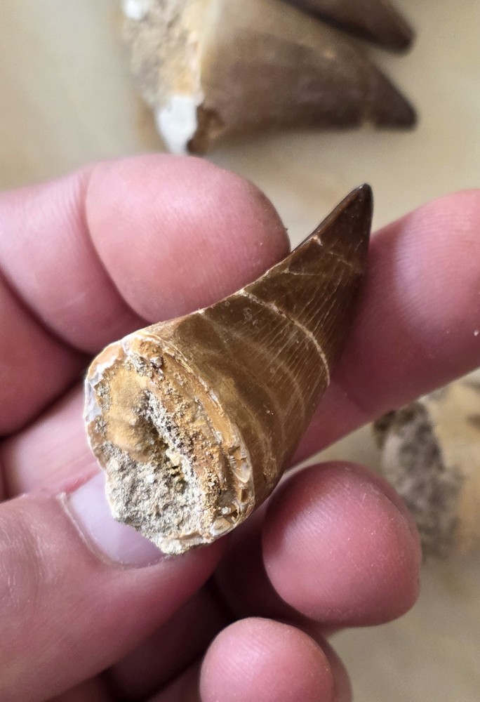 Mosasaurus Tooth Sp.