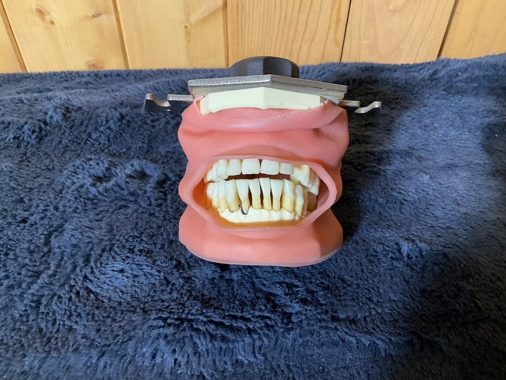 Dental Typodont Teeth Model