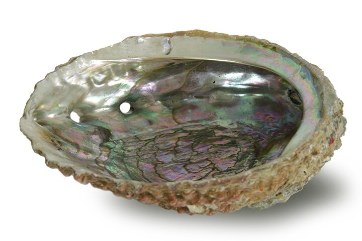 Burner - Abalone shell - Large 5"-6.5"