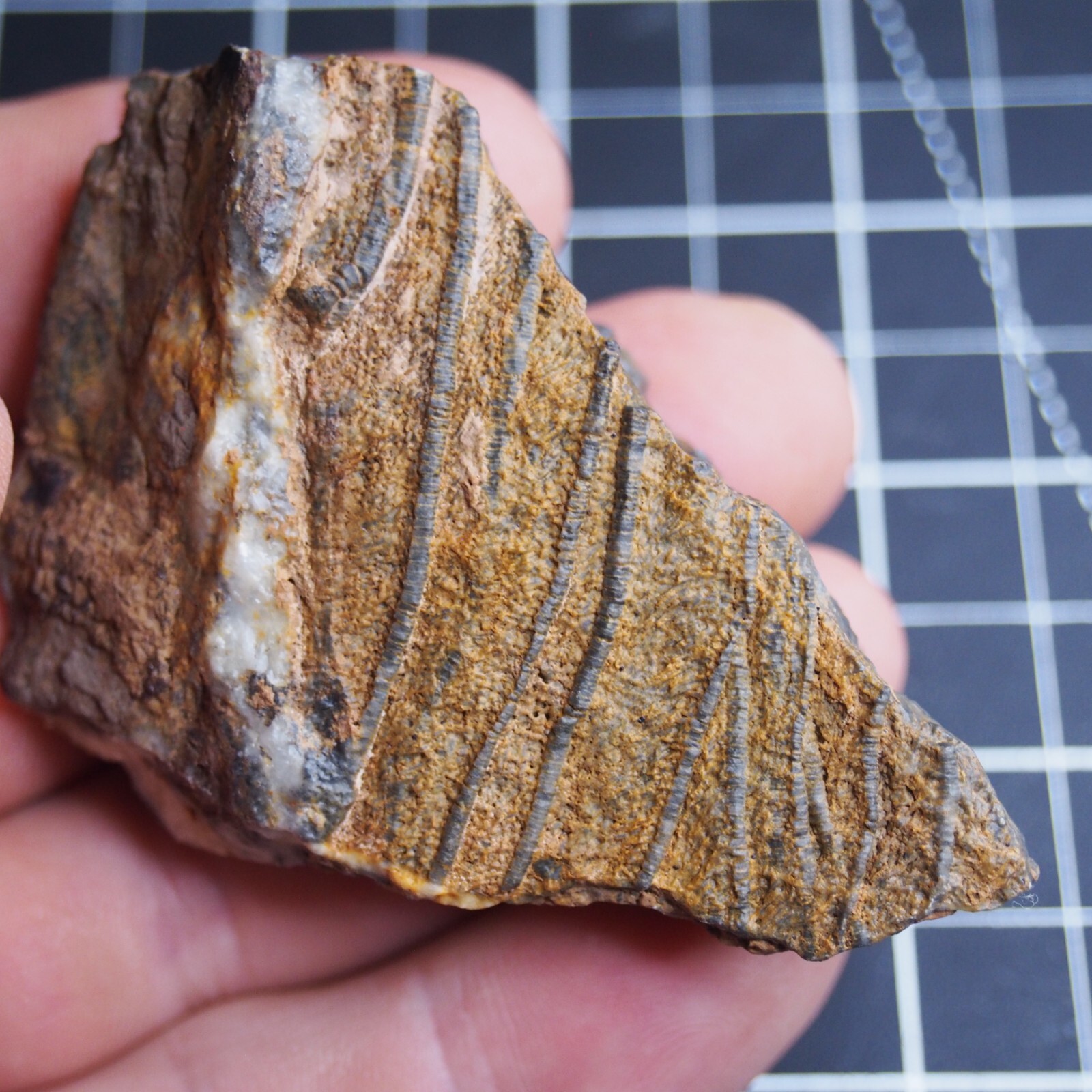 82g Mahoumacrinus sp. Scyphocrinites elegants Crinoid Devonian Fossil 1269