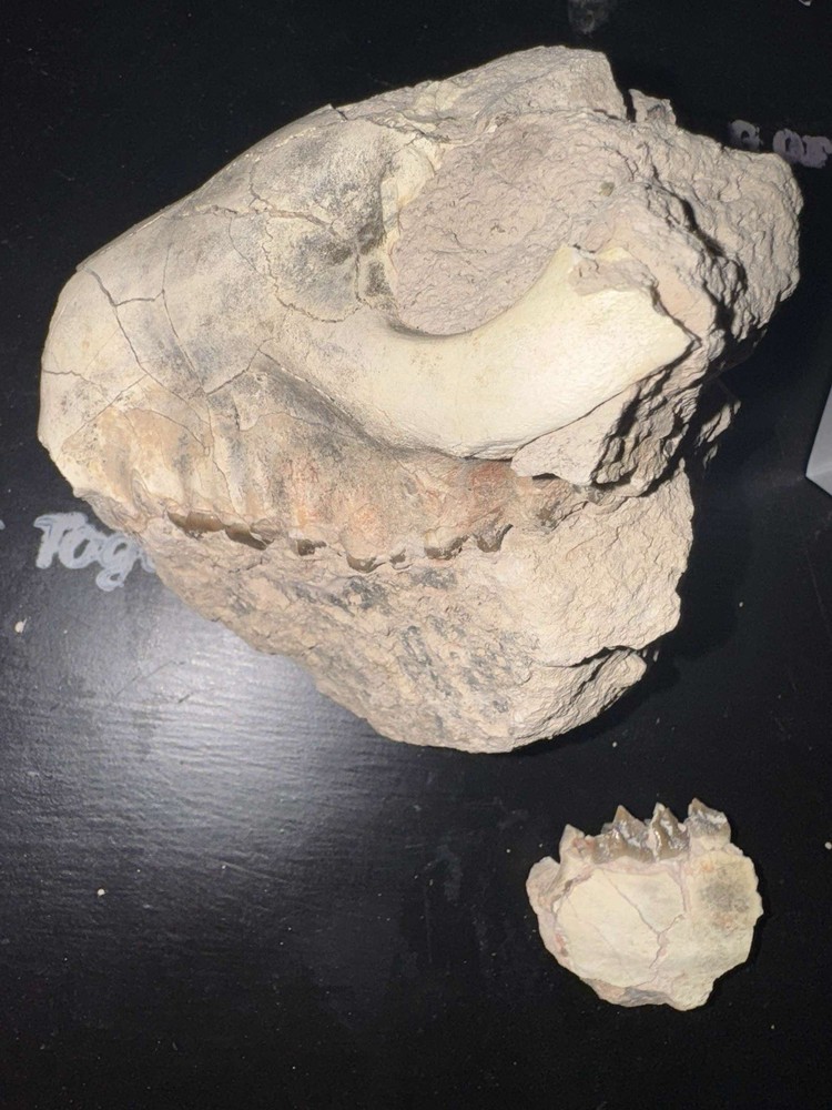 oreodont skull
