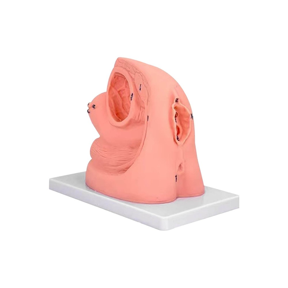 1PC Female Urethral Catheterization Training Simulator Model, Simplified Urinary