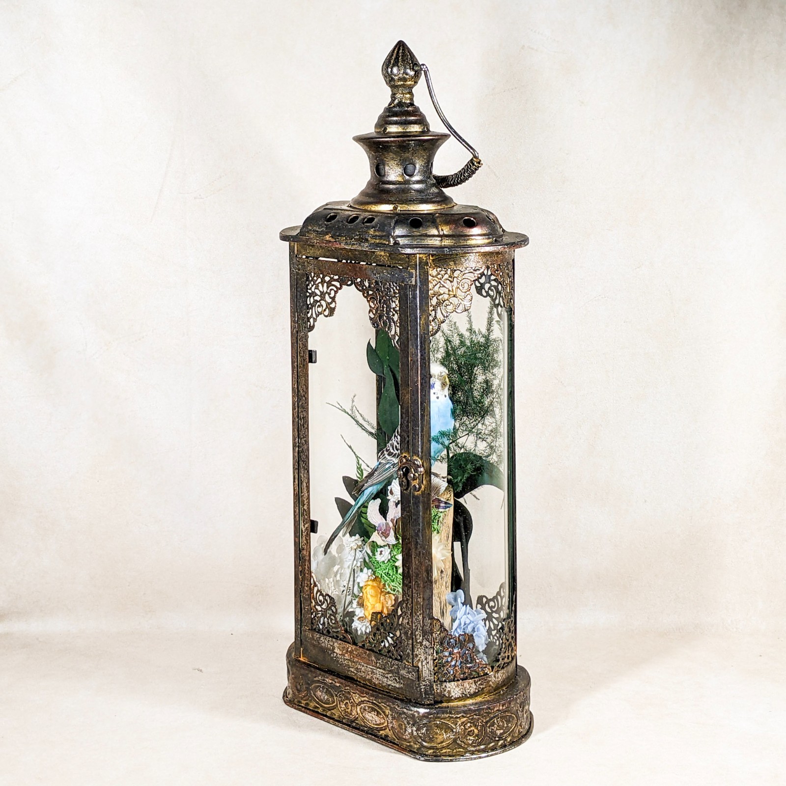 Parakeet Taxidermy Oddities Curiosities Antique Style Display Collectible