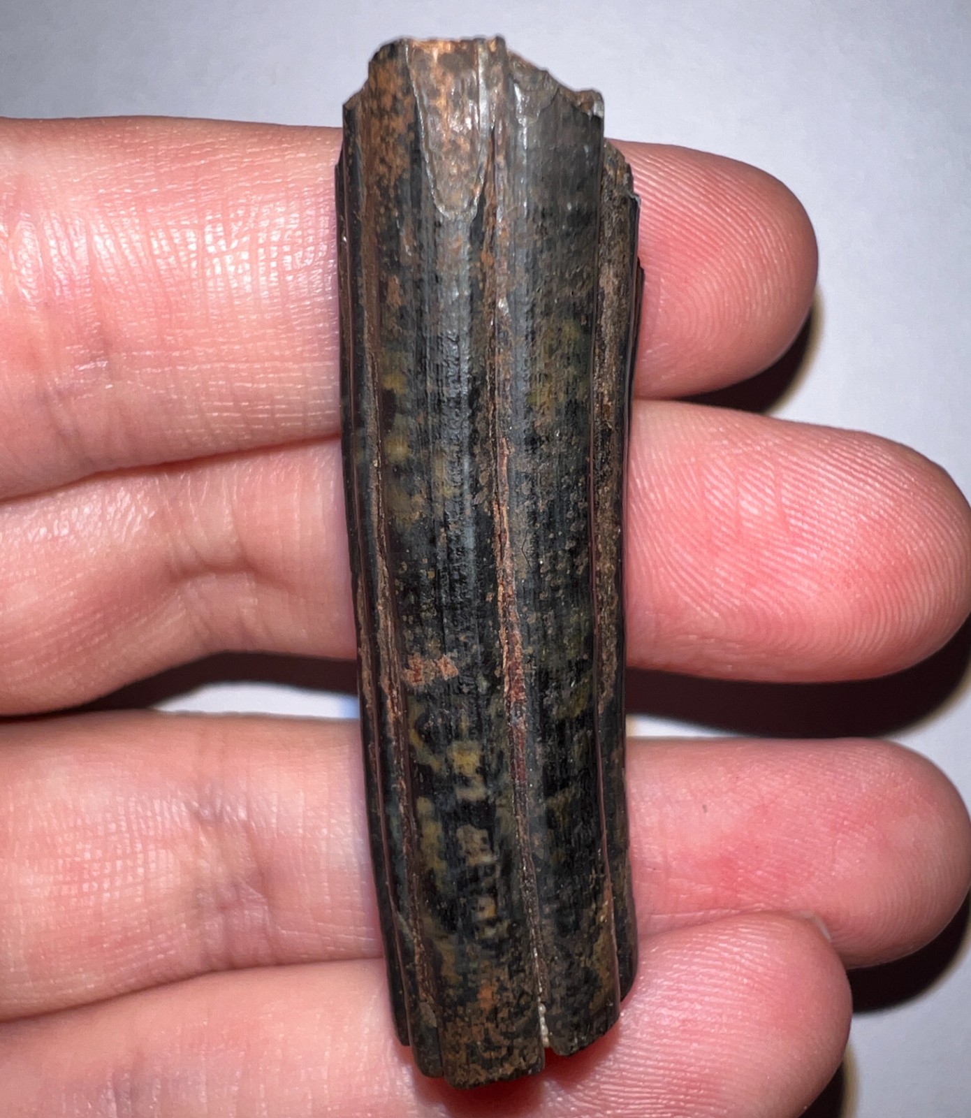 Framed Rare Ice Age Fossil Giant Extinct Beaver Tooth CASTOROIDES 1.84 Inches!