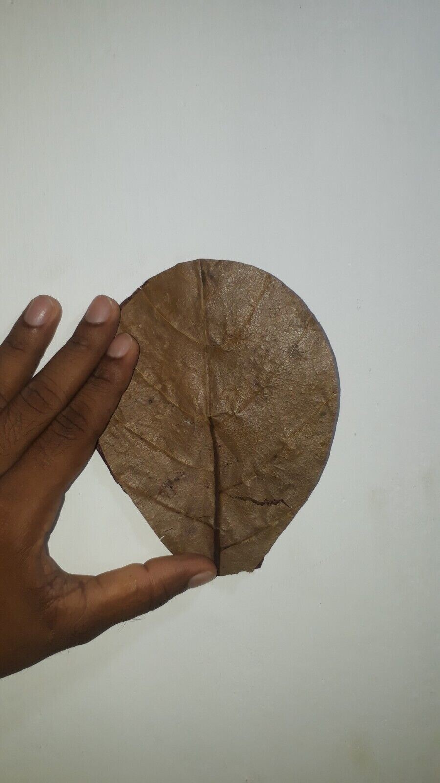 100Pc almond leaves 5'' catappa indian ketapang leaf Shrimp betta fish aquarium