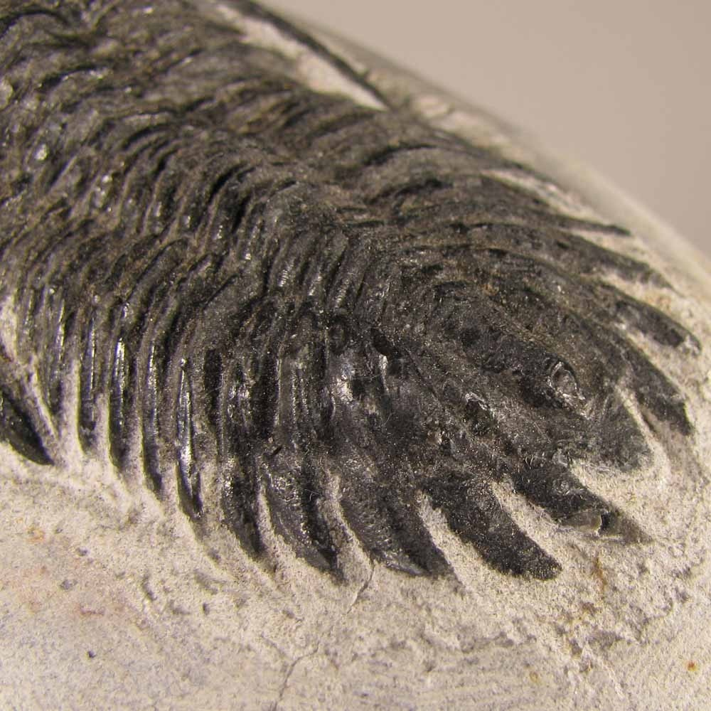 2.5" Hollardops TRILOBITE Fossil on Matrix - Devonian Age - Morocco