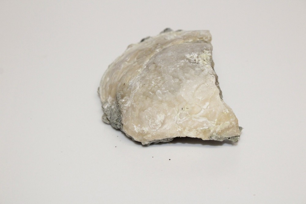 Calcite Fossil Clam Rucks Pit Florida #10