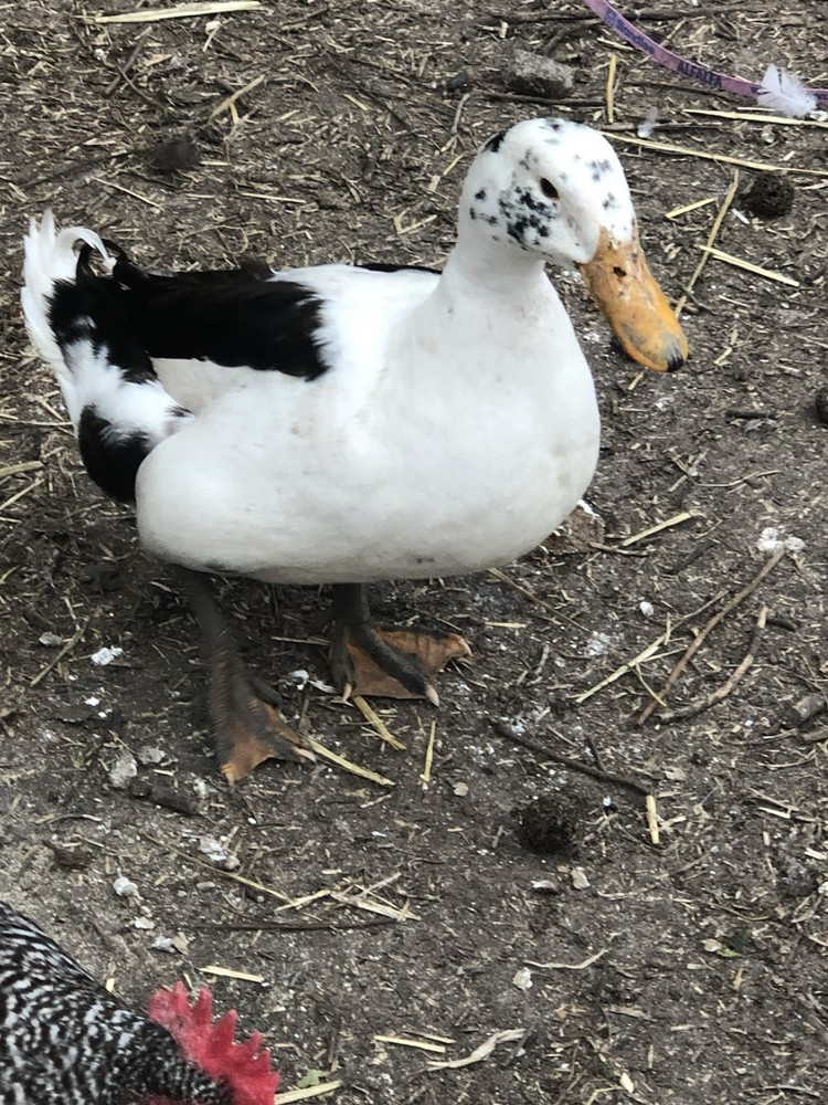 ancona duck eggs, Dozen