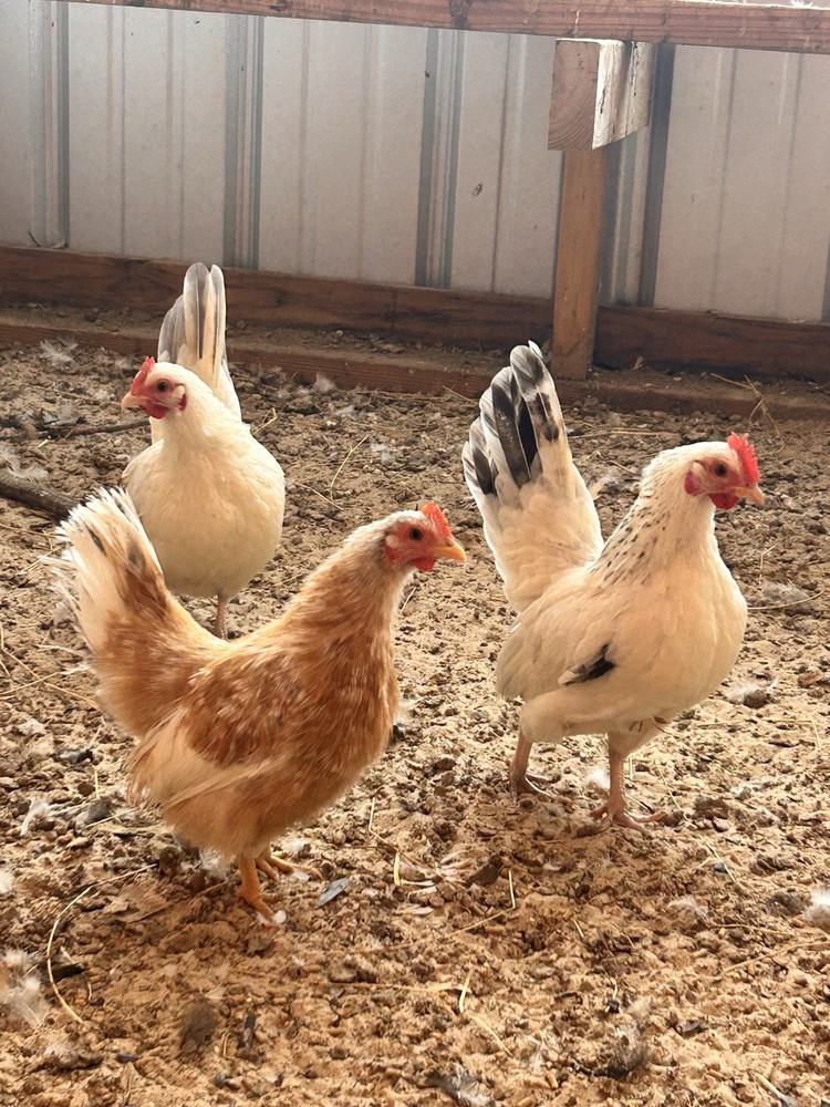 12 Beautiful Serama Hatching Eggs