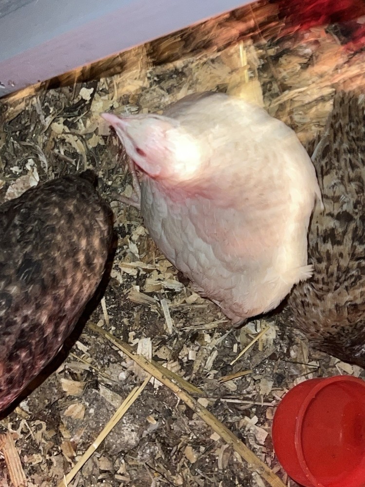 42 + 6 Extra Hatching Coturnix Jumbo Quail