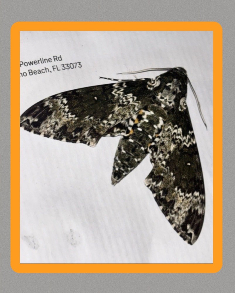 👒 RUSTIC SPHINX MOTH - Beautiful~Largest Sphinx~Specimen~UNMOUNTED~ Entomology