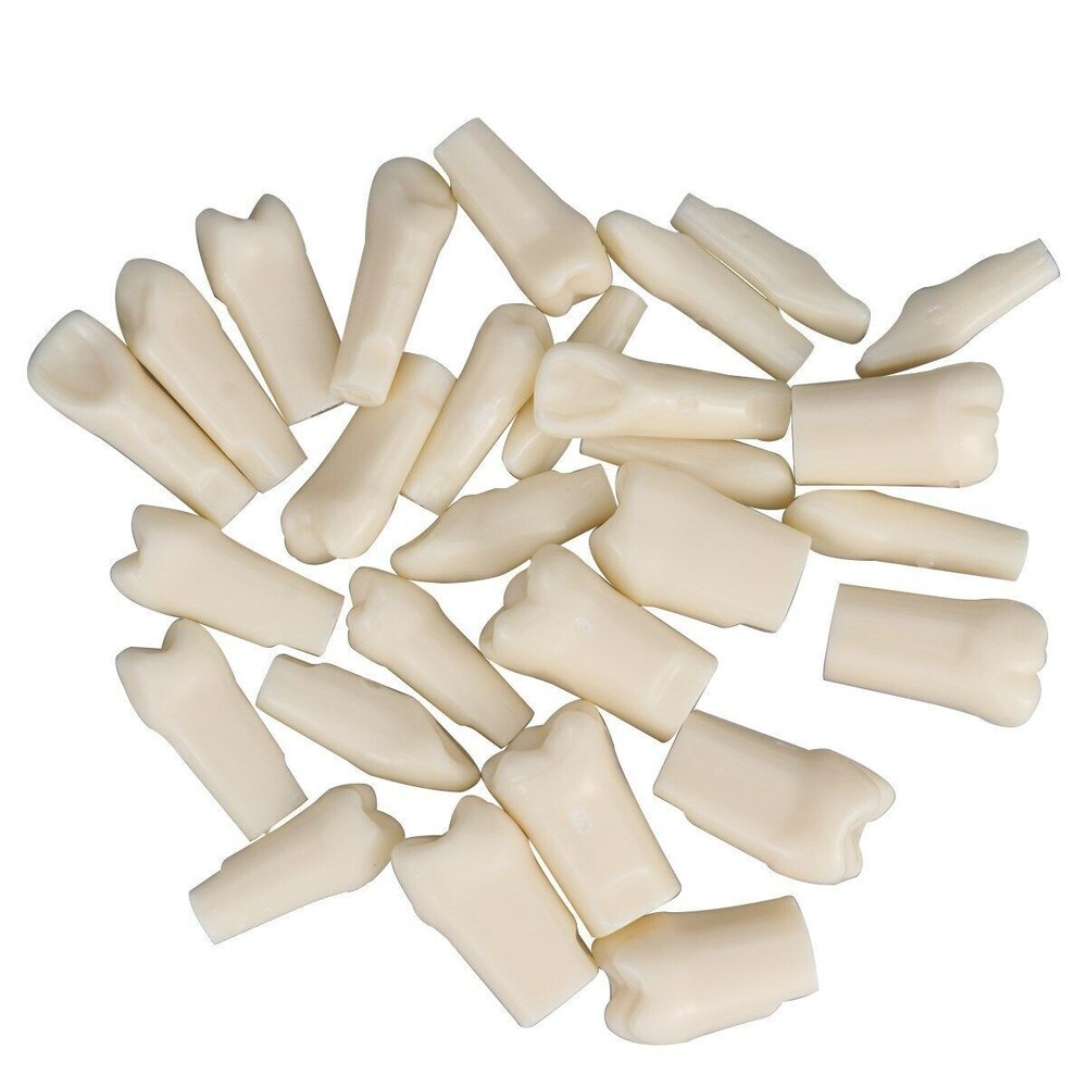 Dental Resin Typodont Teeth Model Screw Fixed Tooth Replacements 28pcs/Kit