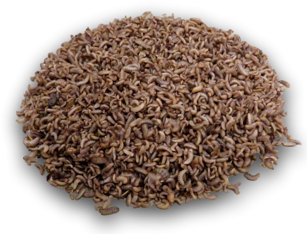 Live Black Soldier Fly Larvae Medium feeder