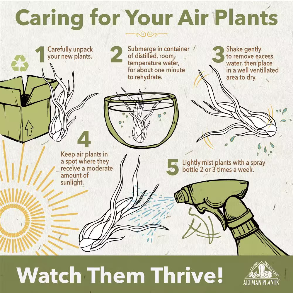 Air Plants Assorted (6-Pack)