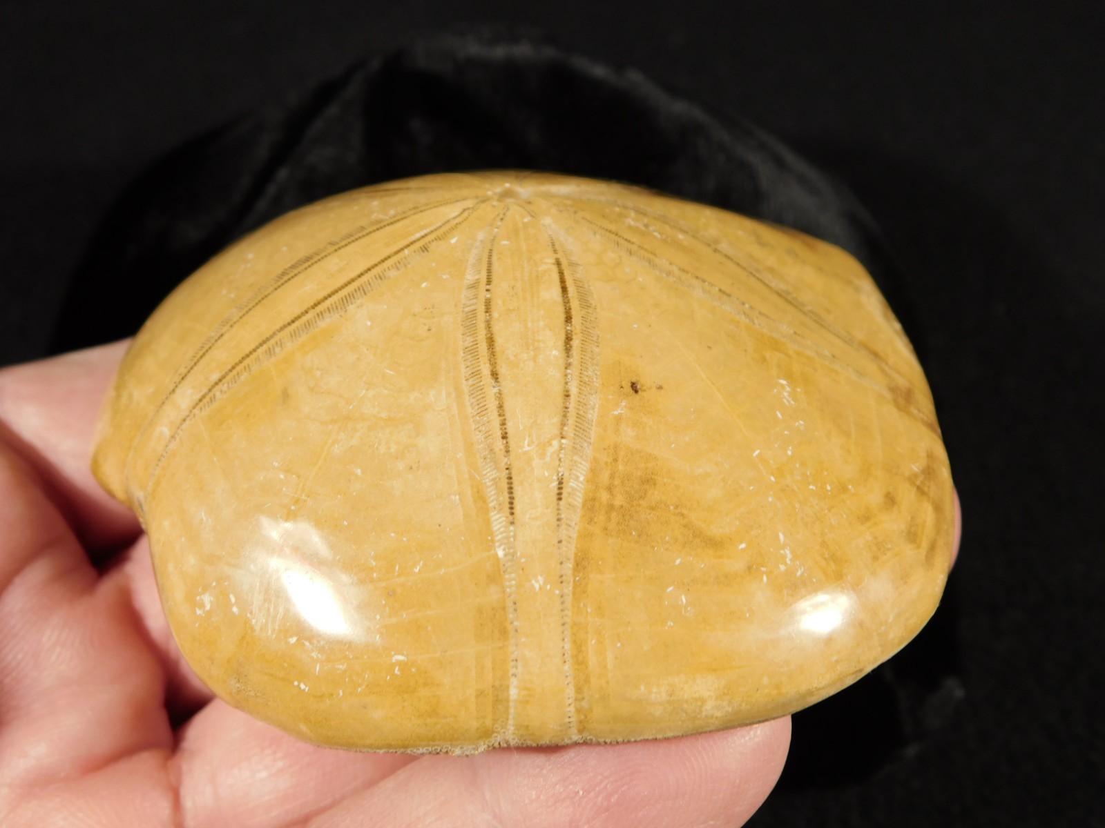 Big! Polished 150 Million Year Old! SAND DOLLAR Fossil Madagascar 197gr