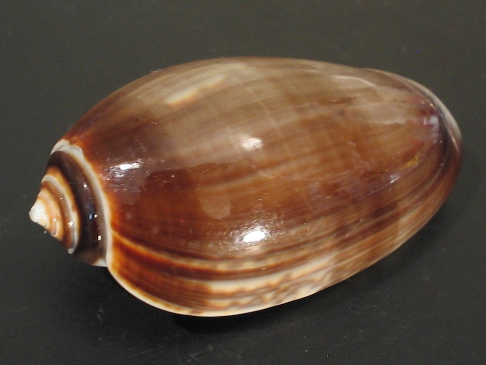 Hard2Get...OLIVA TIGRINA FALLAX~47.1mm~Kenya SEASHELL