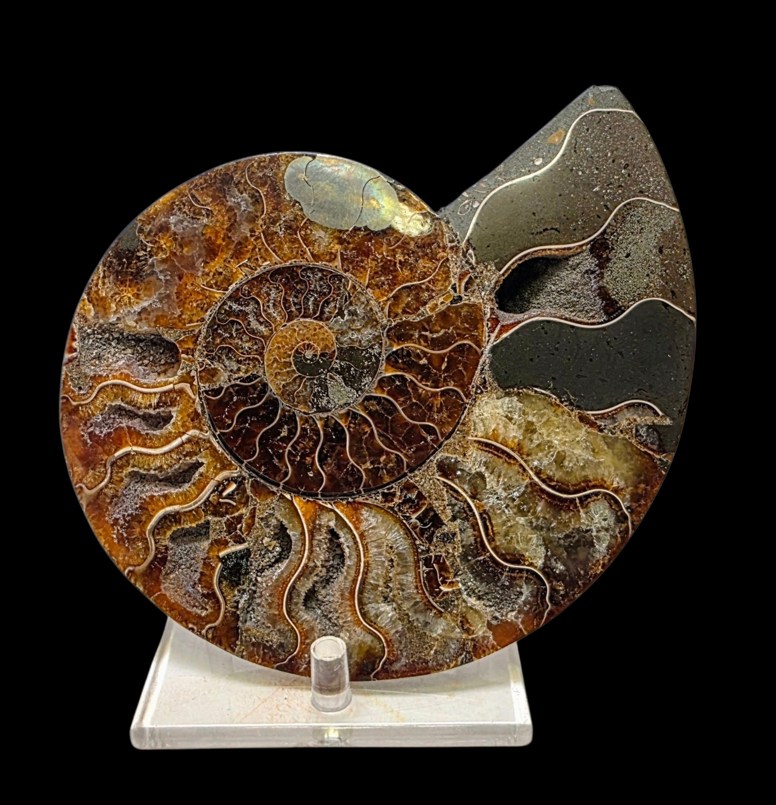 Polished Ammonite Fossil - 5.6 inch Madagascar Specimen