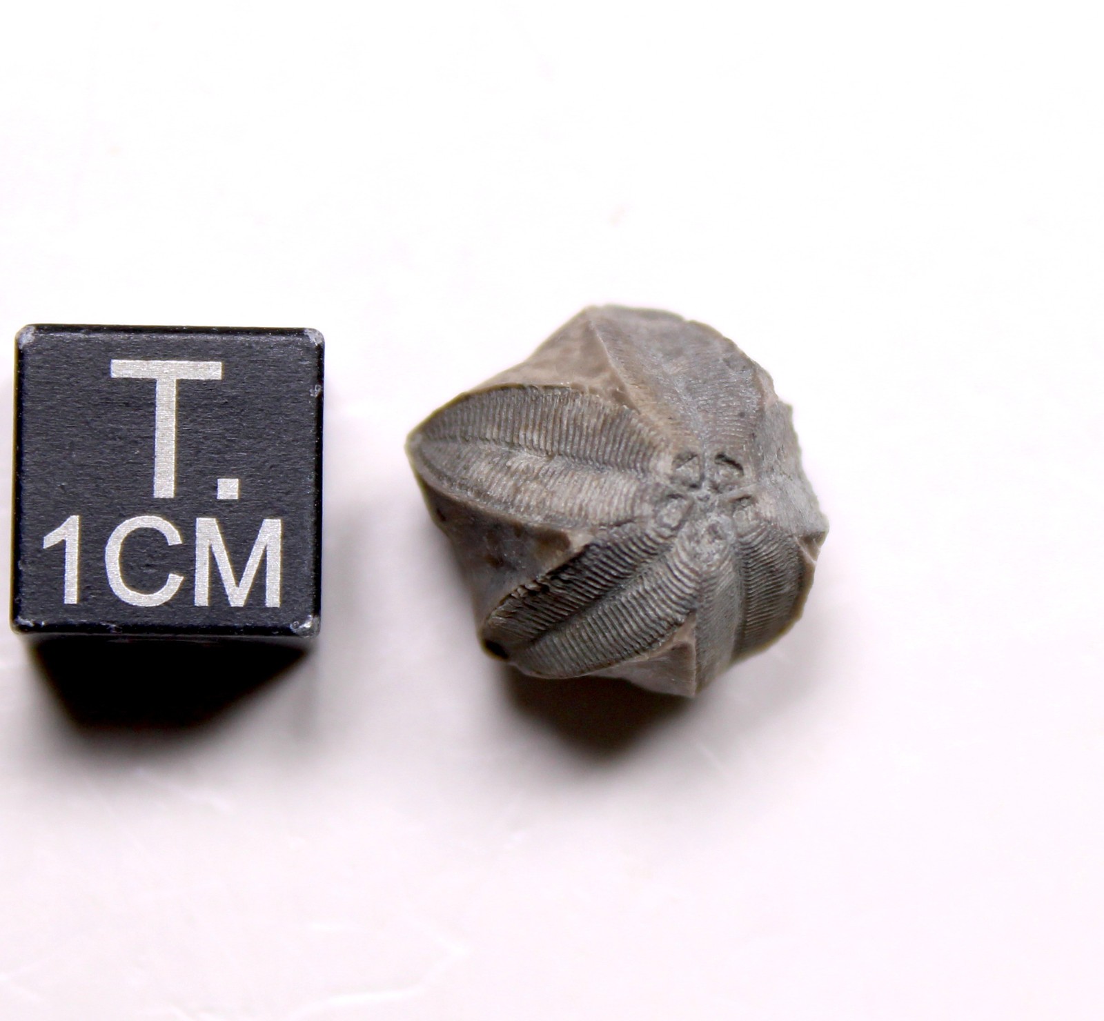 Pentremites Blastoid Fossil Kentucky Mississippian Glen Dean Fm Carboniferous