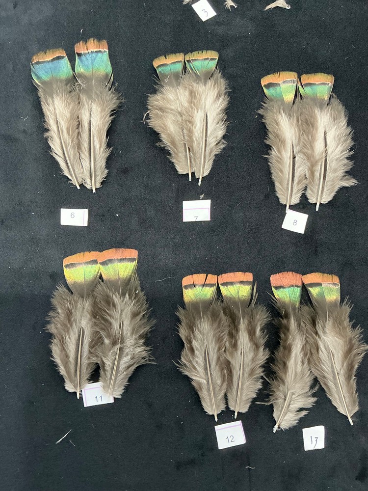 Ocellated Turkey lower back feathers