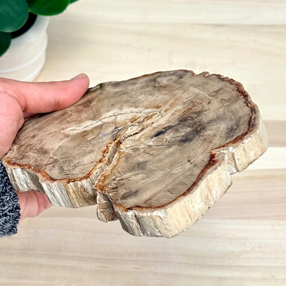 Petrified Wood Slab A