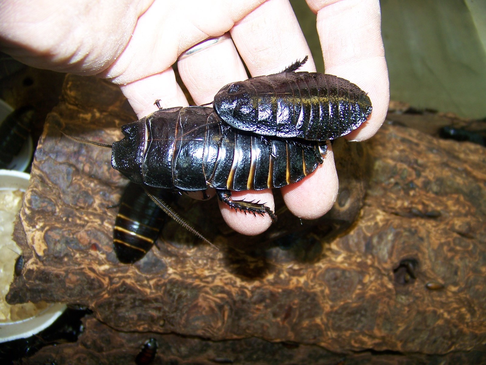 10 Large pairs,Black Hissing roach,dubia alturnative,reptile,feeder,insect,bug