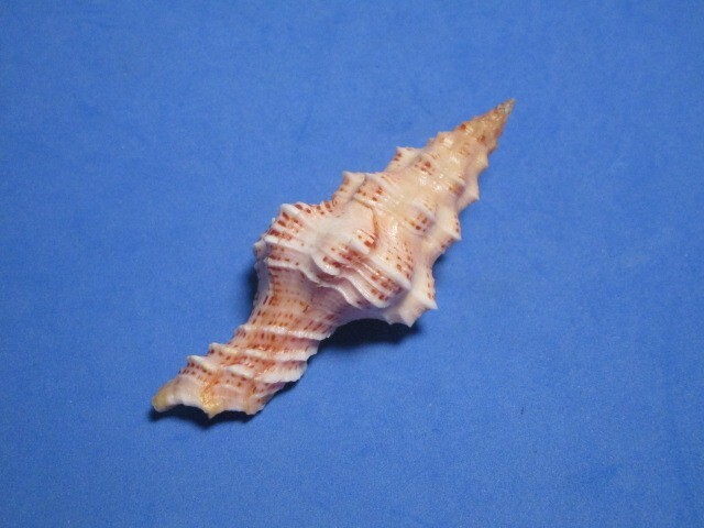 Latirus stenomphalus (Kosuge, 1966) "DEEP WATER SPINDLE" (75.5mm)