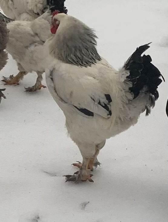 6+ GIANT Light Brahma Chicken Fertilized Eggs