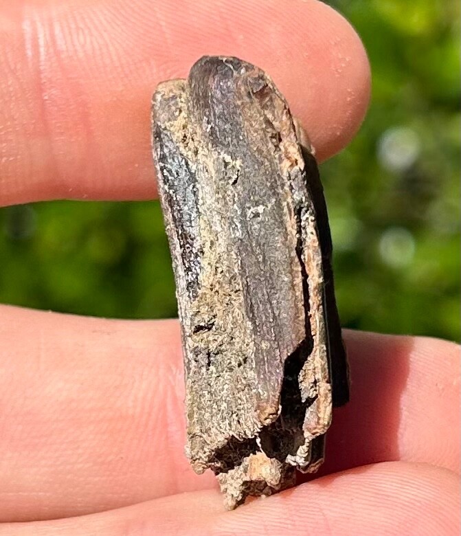 Fossil Horse Tooth Equus Pleistocene Ice Age Mammal Texas City Dike