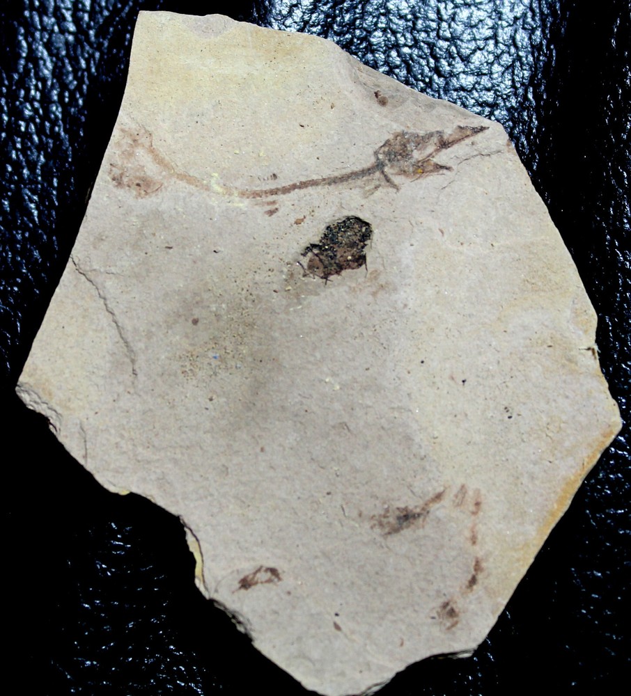 Oligocene fossil fish