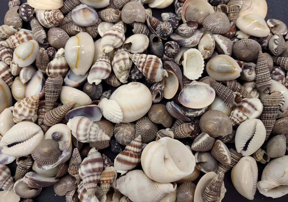 Extra Small Seashell Assorted Ocean Mix (approx. 1 kilogram 0.50+ inches)