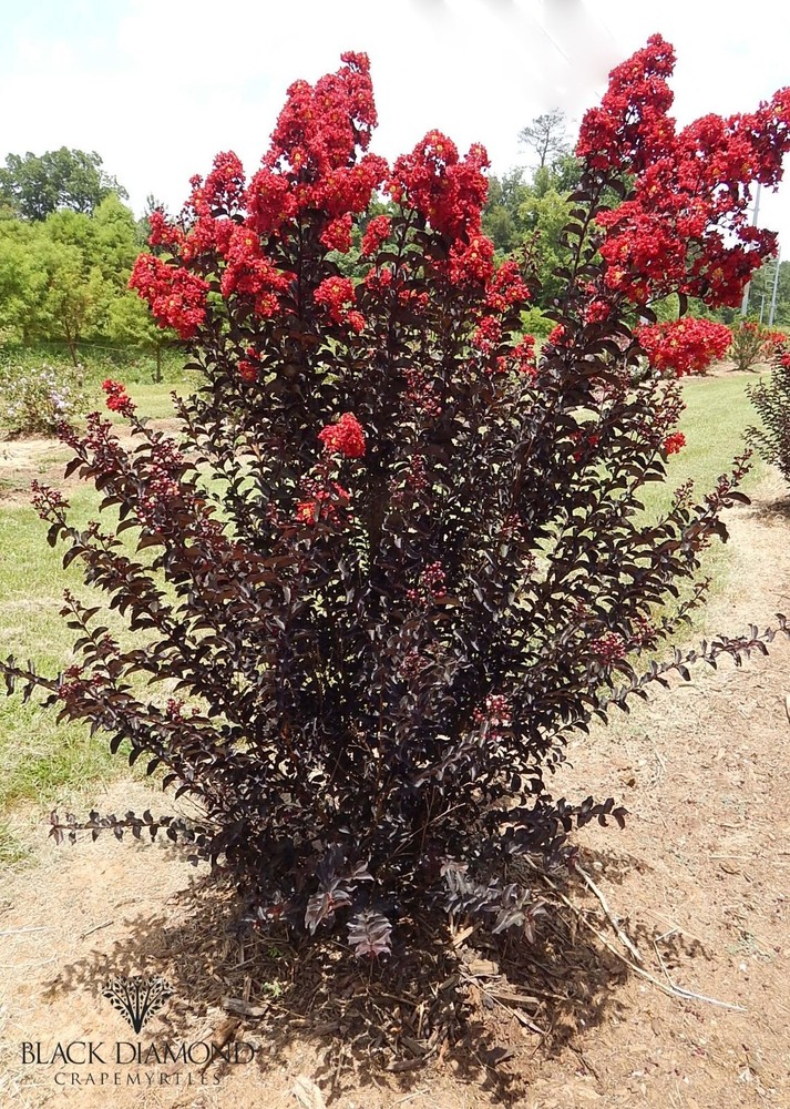 Ruby Thunderstruck Crape Myrtle Starter Lagerstroemia Rooted "STARTER" Plant