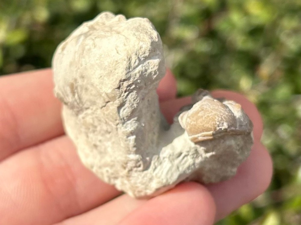 NICE Oklahoma Fossil Trilobite Kainops invius Devonian Age Bug in Matrix