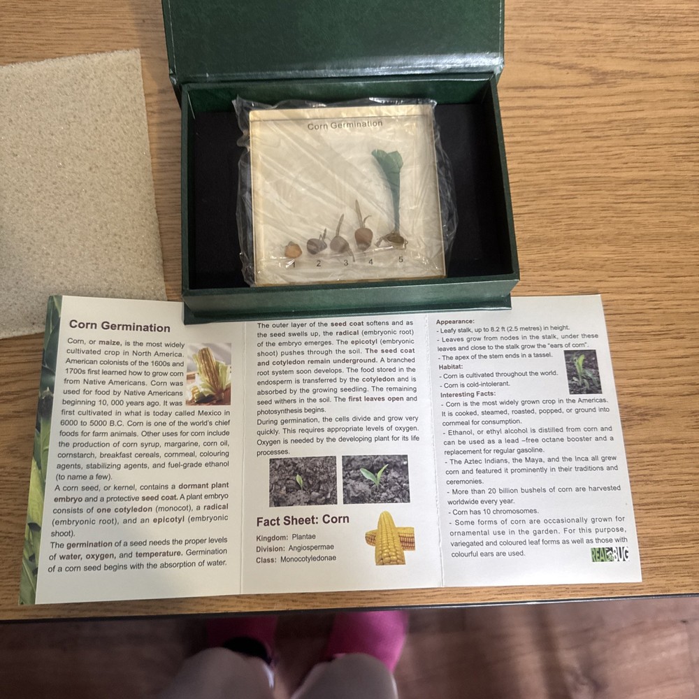 Corn Germination-specimen block