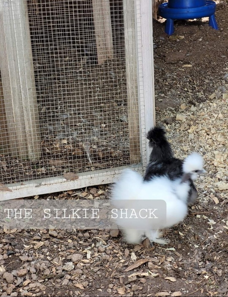 Silkie Chicken Hatching Eggs NPIP Certified ( 1 Dozen)