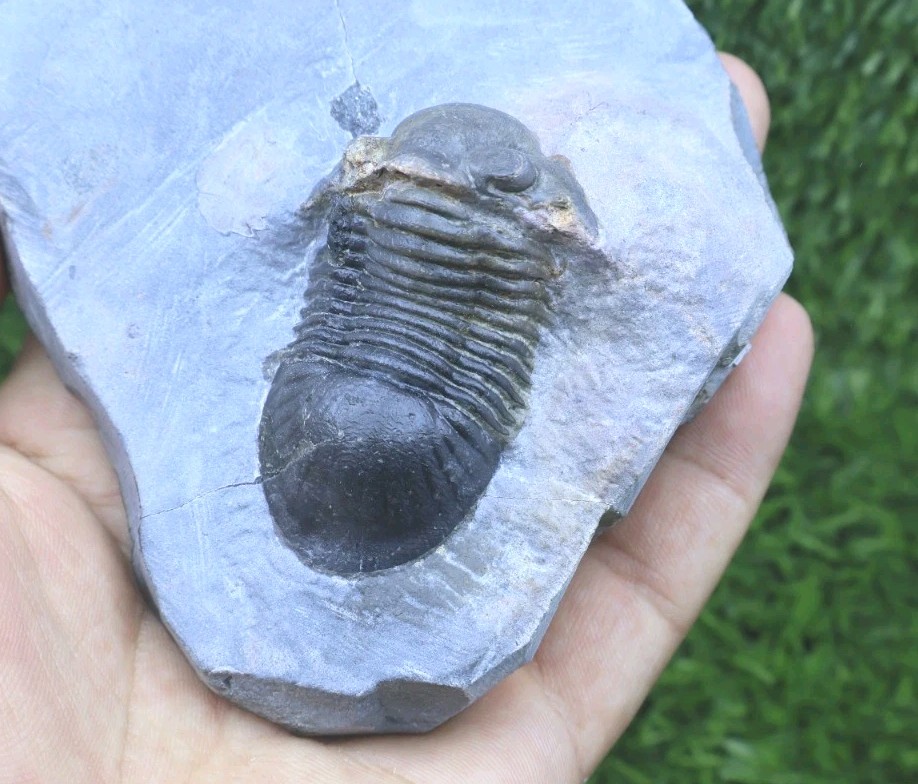 Trilobite Paralejurus trilobite fossil Devonian trilobite from Moroccan Fossil