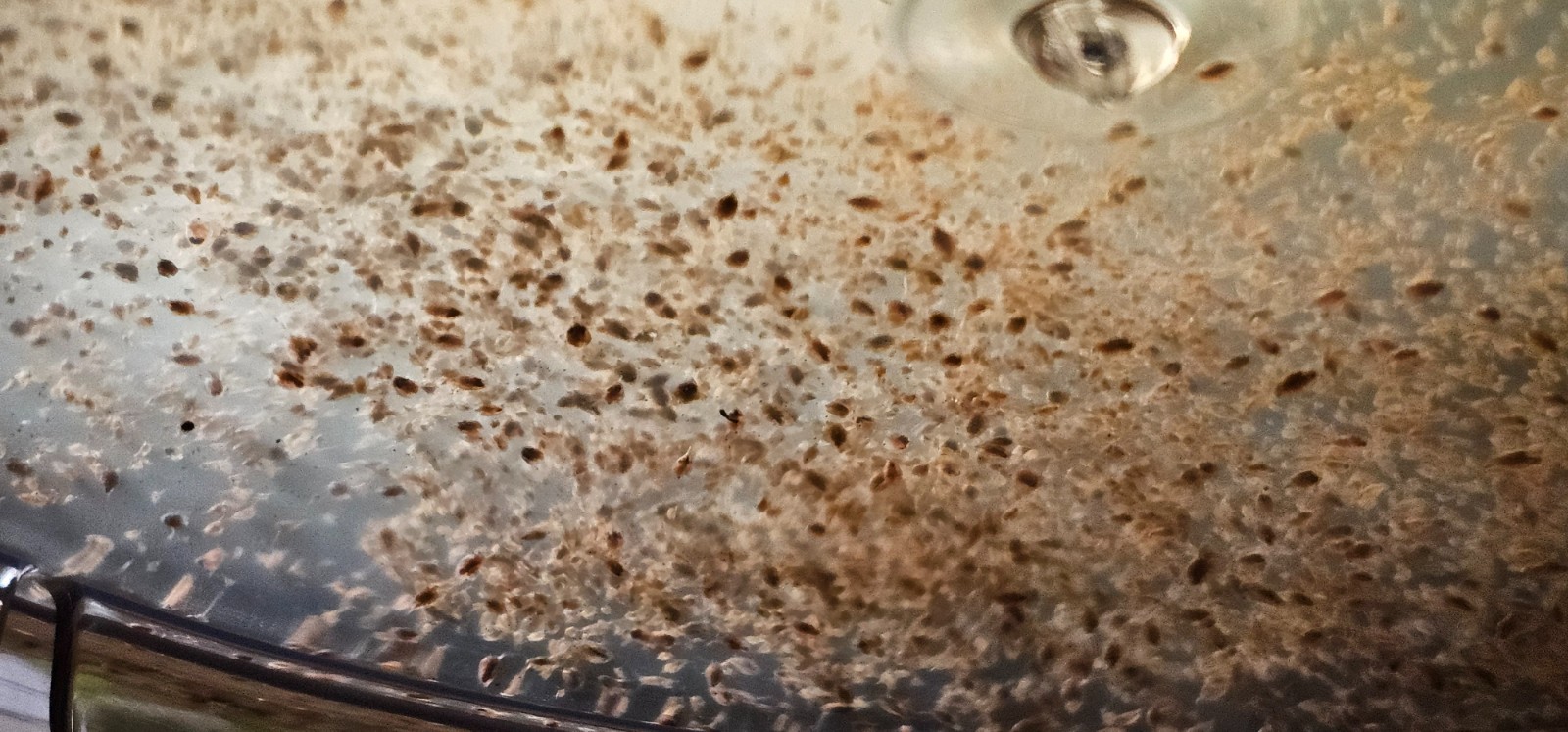 (Buy 2 Get 1 FREE) 500+ Live Daphnia Magna 500+ (FREE SHIPPING)