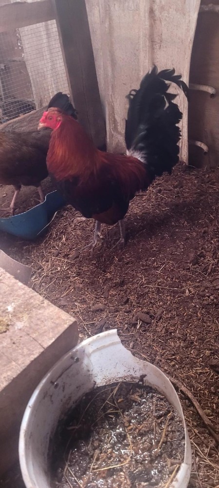 Hatching Eggs