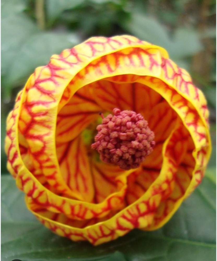 Tiger Eye Abutilon Flowering Maple SMALL ROOTED STARTER Plant