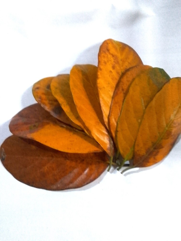 DRIED JACK FRUIT LEAVES CEYLON JACK FRUIT LEAVES 50 LEAVES