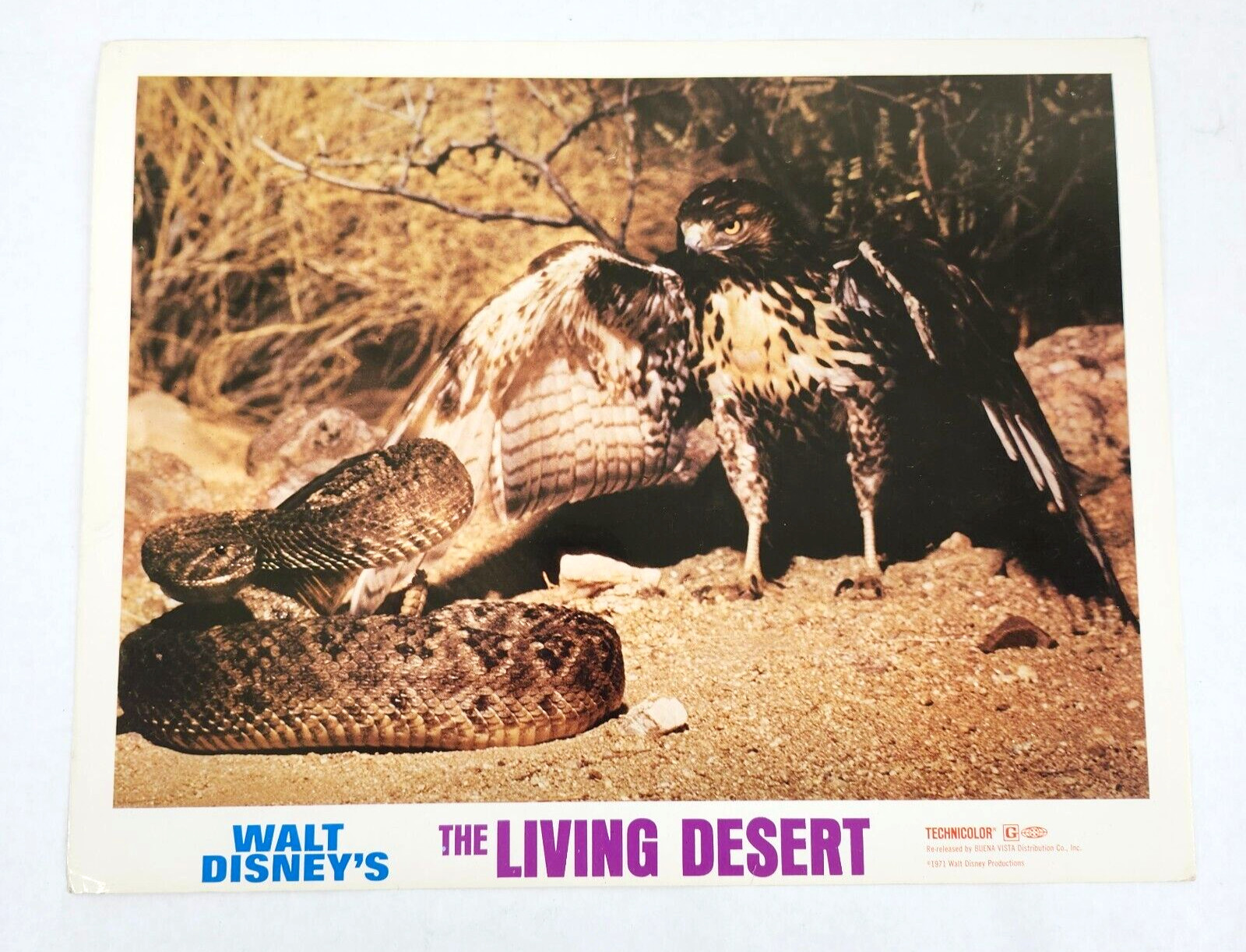 The Living Desert Walt Disney 1971 Lobby Card Movie Poster Winston Hibler 1953