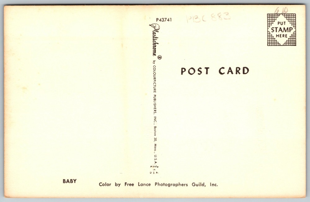 Horse and Foal - Postcard
