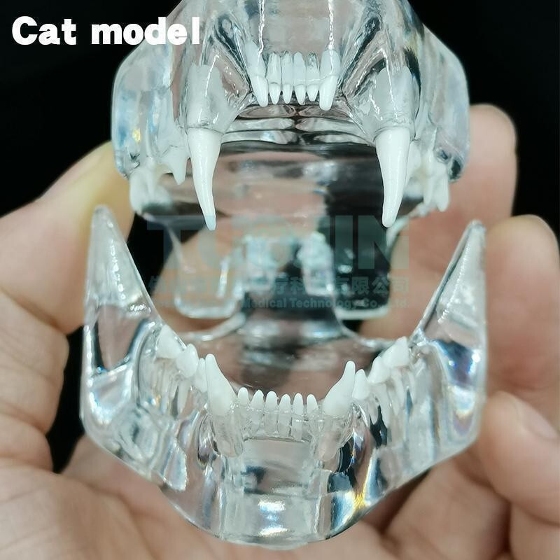 Cat Teeth Model Tooth Transparent Anatomical Veterinary Teaching PVC