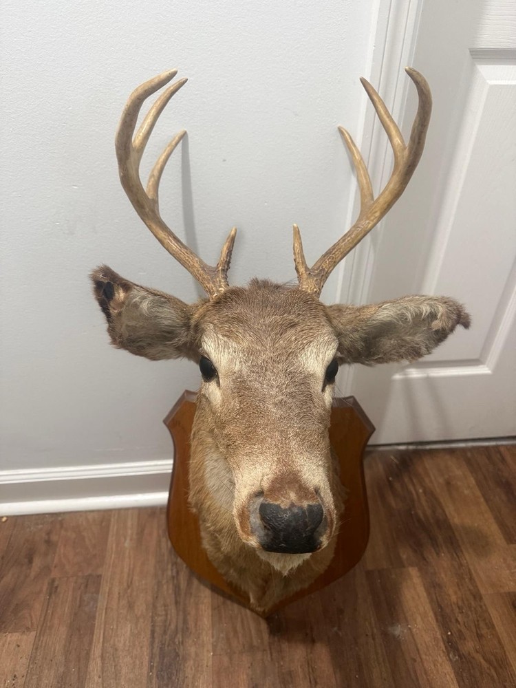 Shoulder mounted deer head, excellent condition