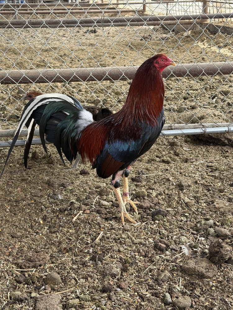 6 hatching eggs pure