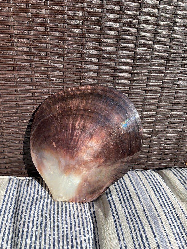 large shell 9” X 8”