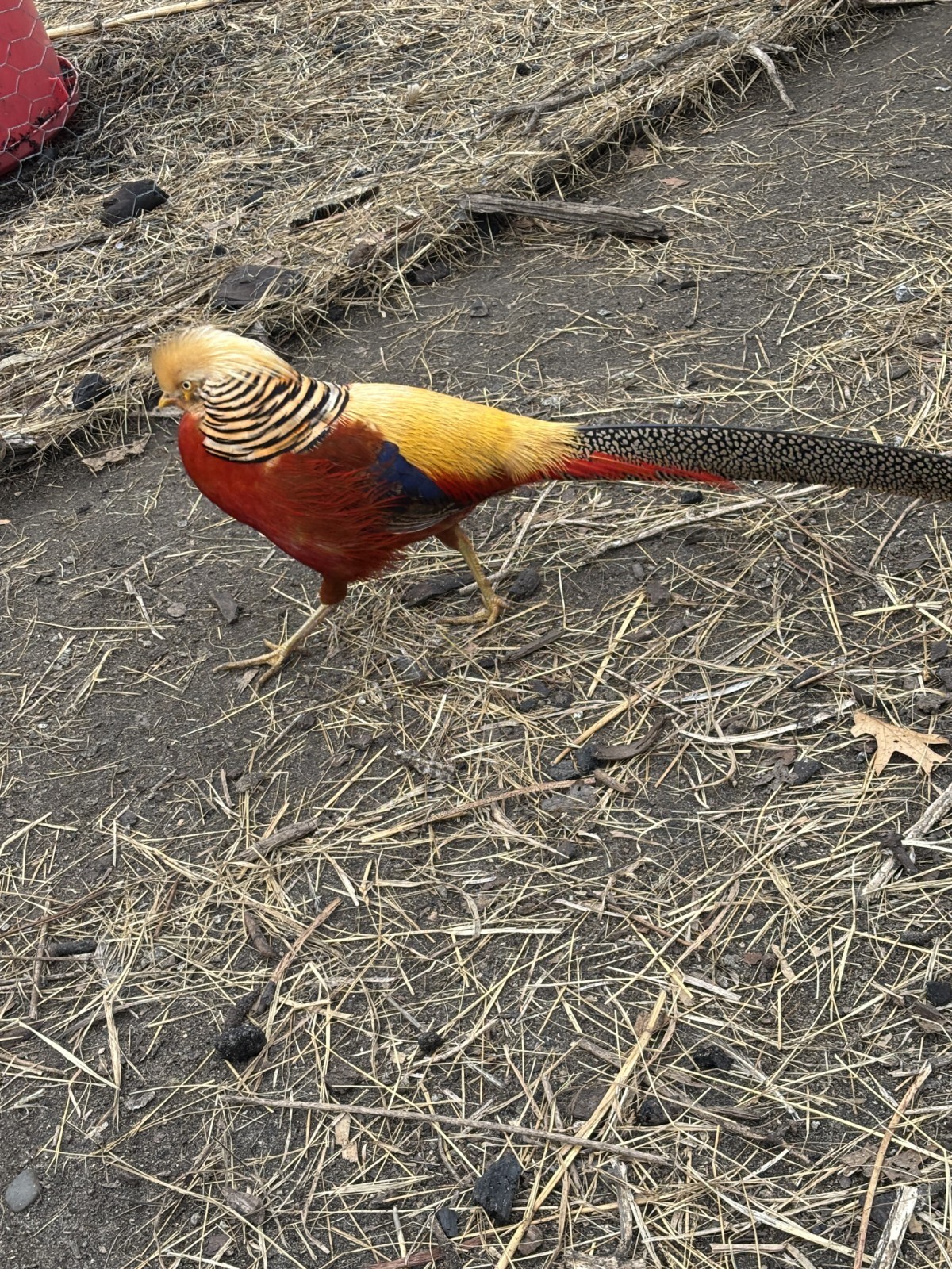 PRE-SALE 6+ Red Golden Pheasant Hatching Eggs NPIP April/May Ship