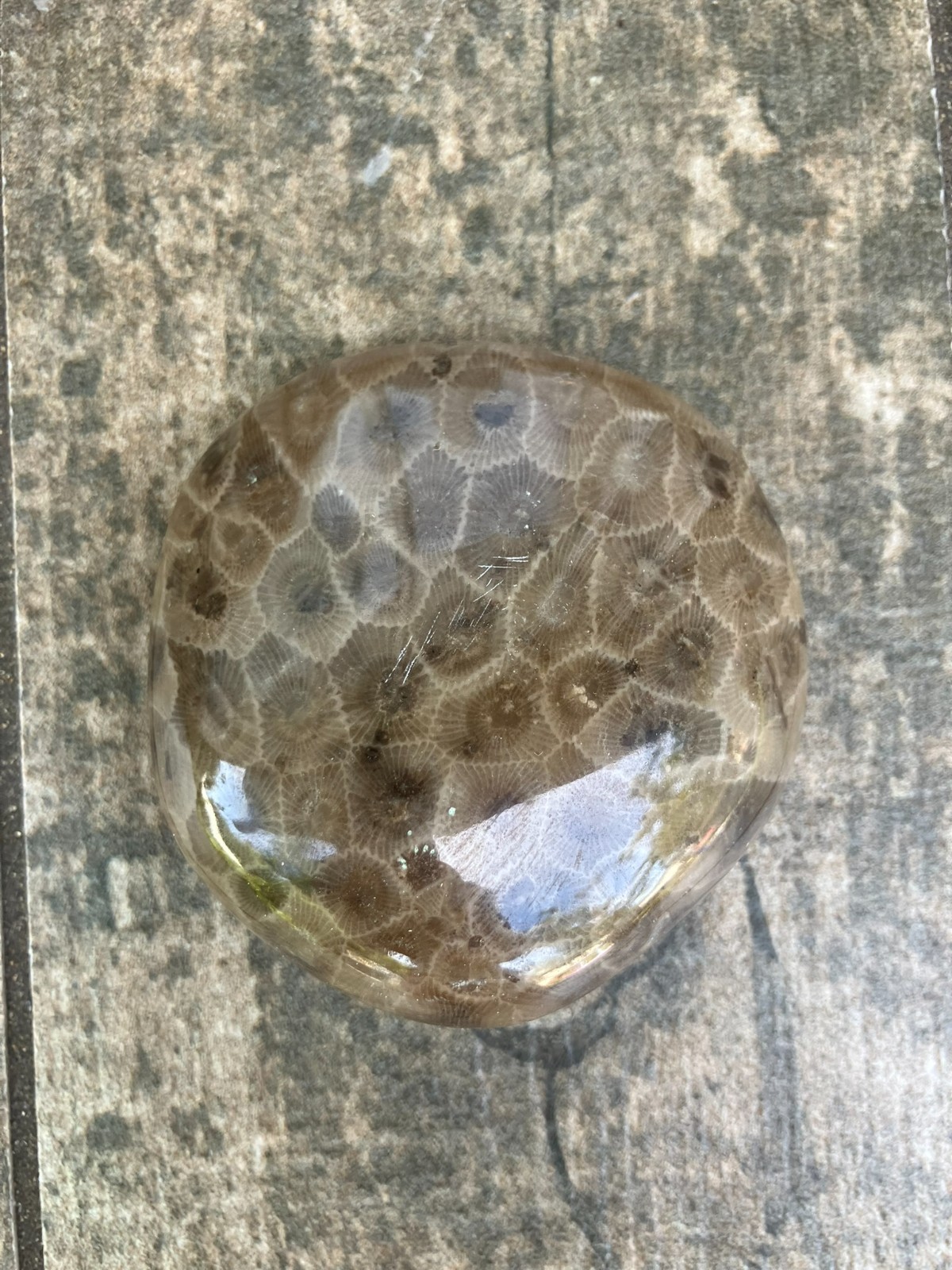 5.9oz Beautiful Full Polished Petoskey Stone Fossil Lake Michigan Coral Dark Eye