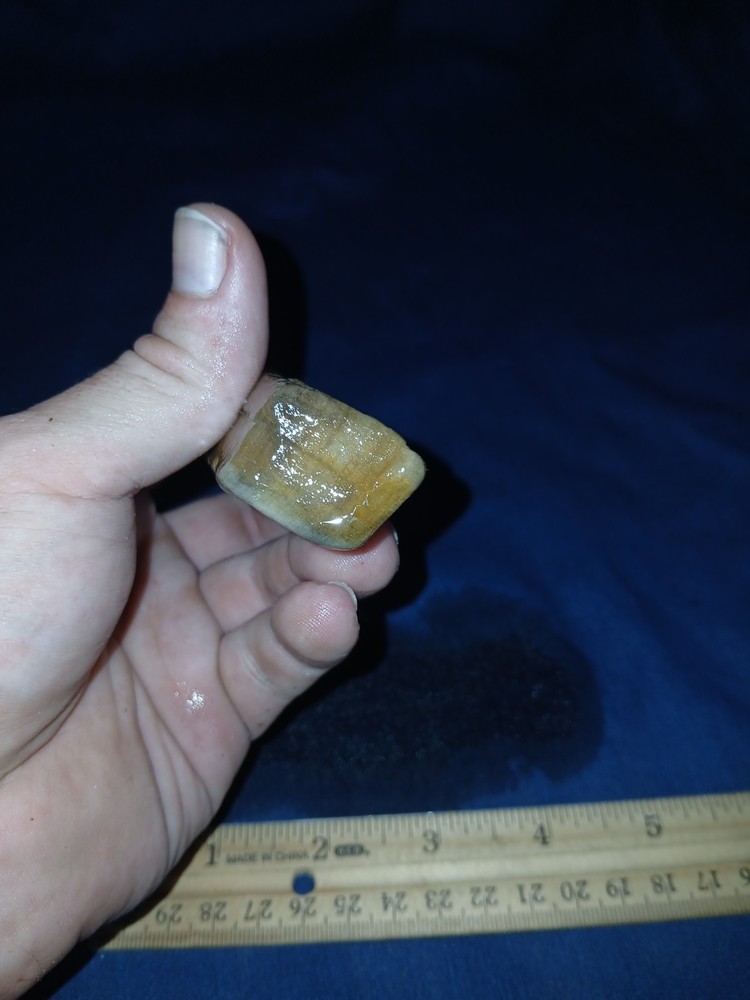4 oz Texas Petrified Wood