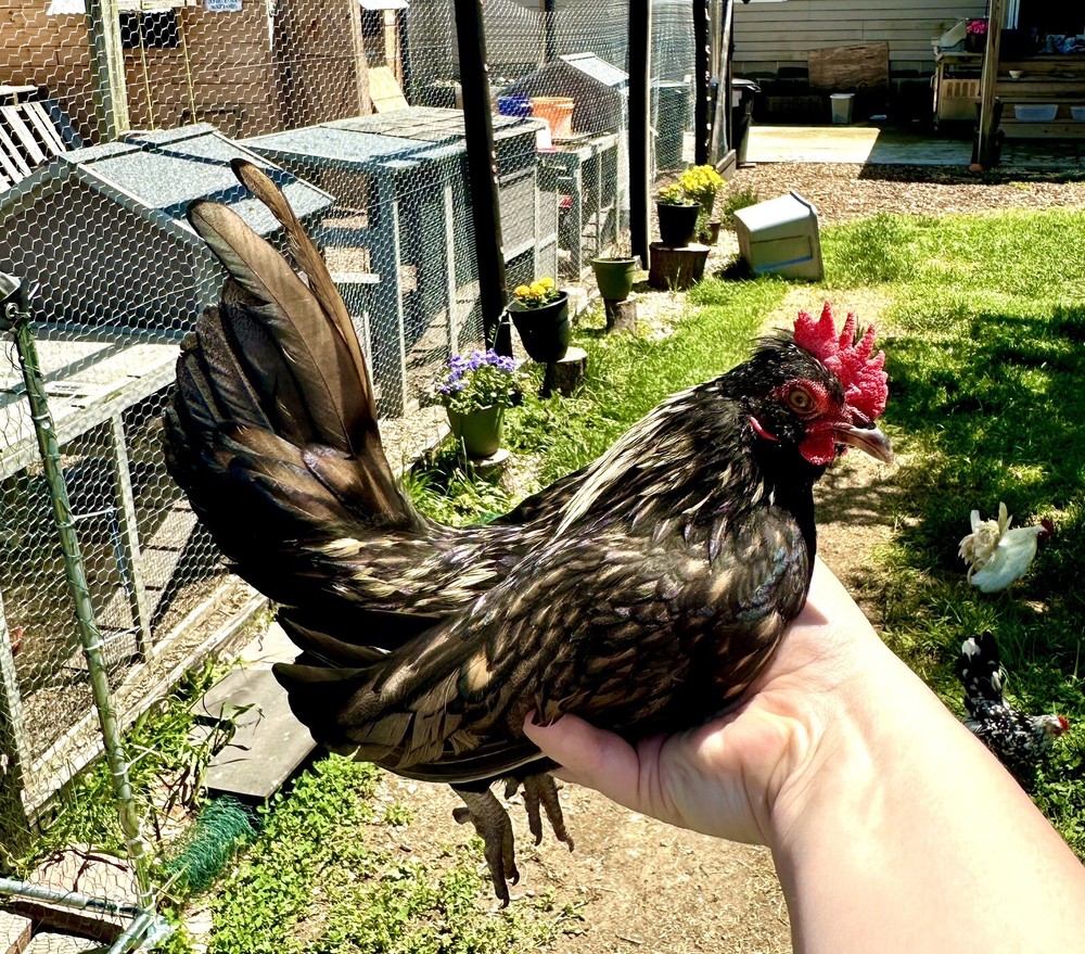 kikiriki hatching eggs 6++ PLEASE READ THE DESCRIPTION