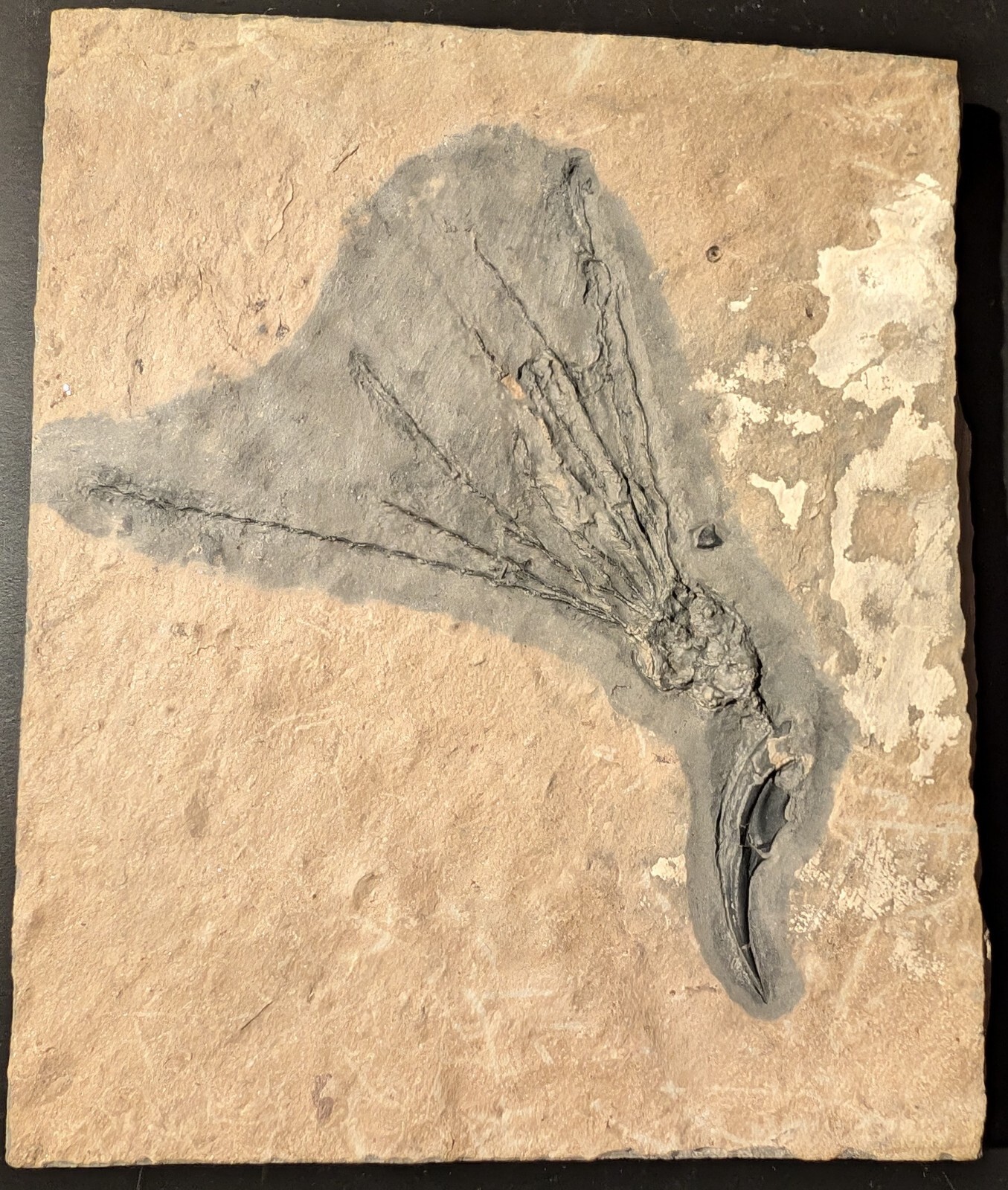 Gogia granulosa Fossil Wheeler/Marjum Formation, Utah Cambrian Proto-echinoderm